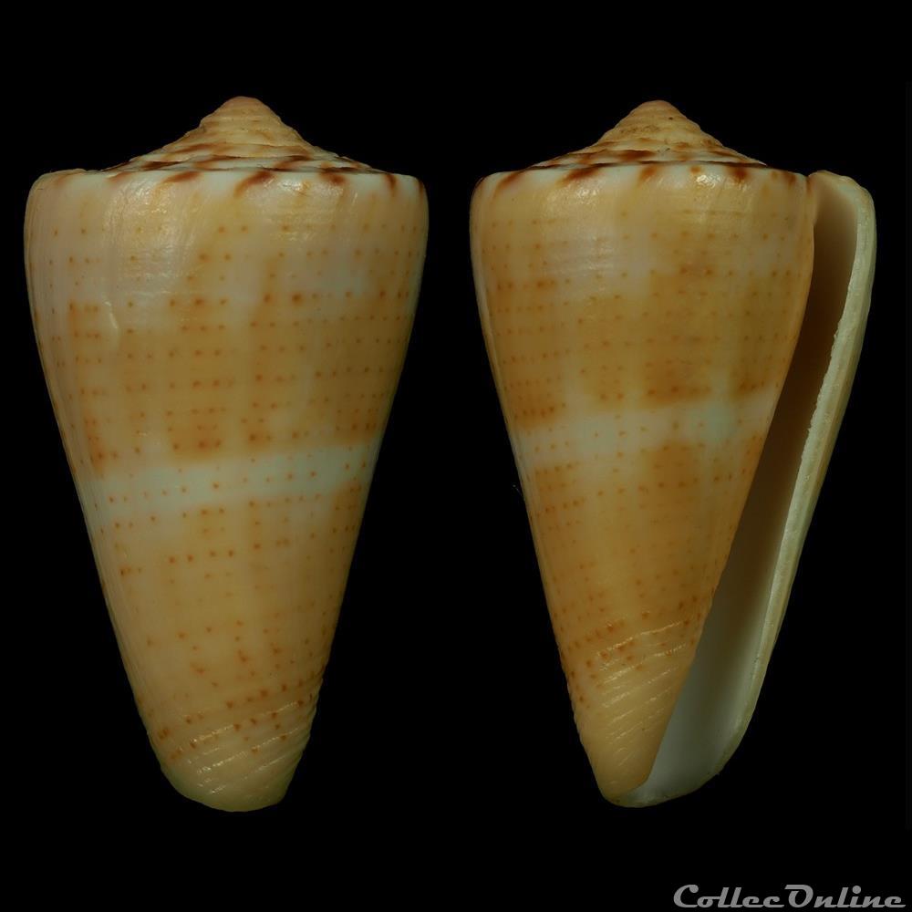 Dauciconus (Dauciconus) daucus (Hwass in Bruguière, 1792) coquillage fossile gastropodum dauciconus dauciconus daucus hwass in bruguiere 1792