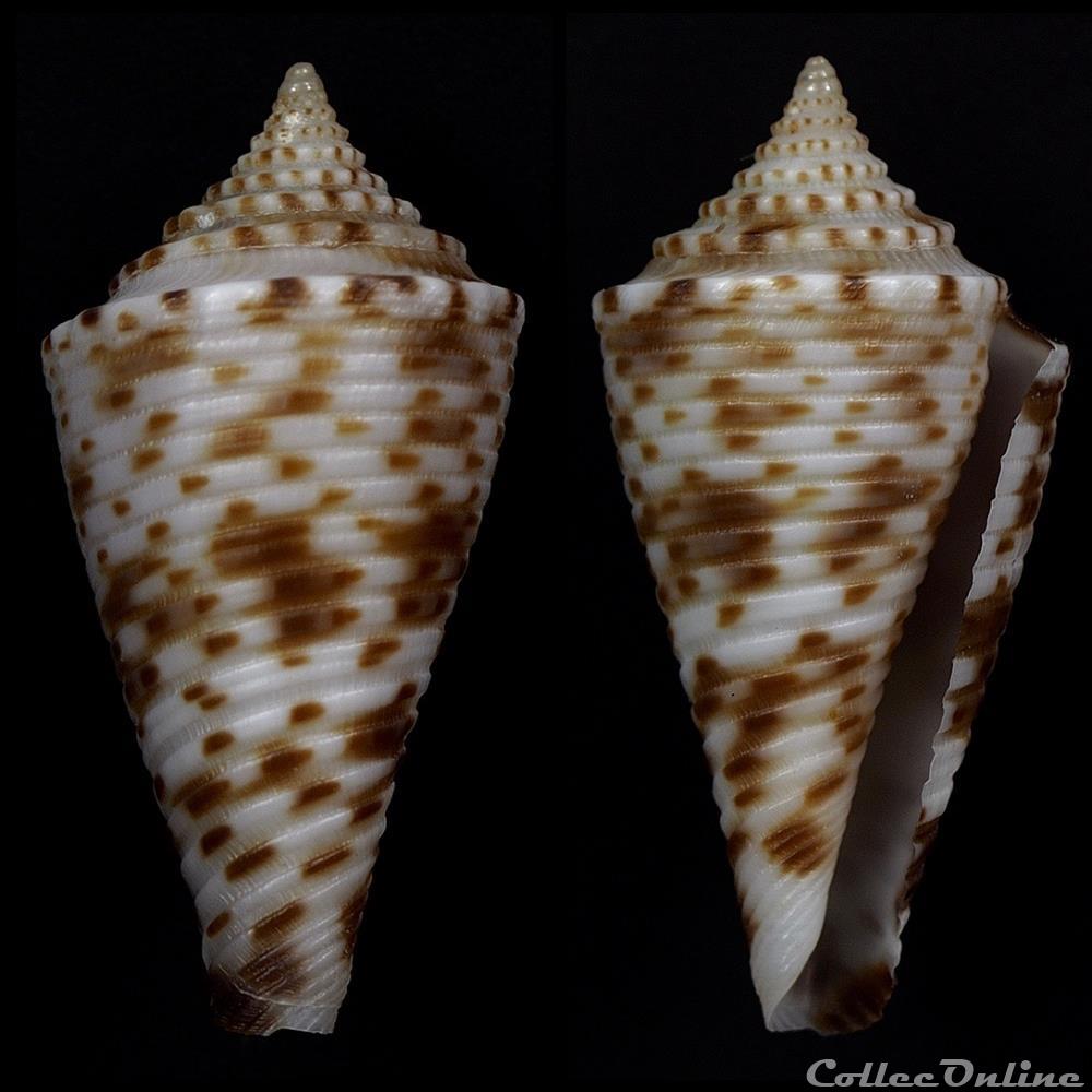coquillage fossile gastropodum conasprella gattegnoi poppe tagaro 2017
