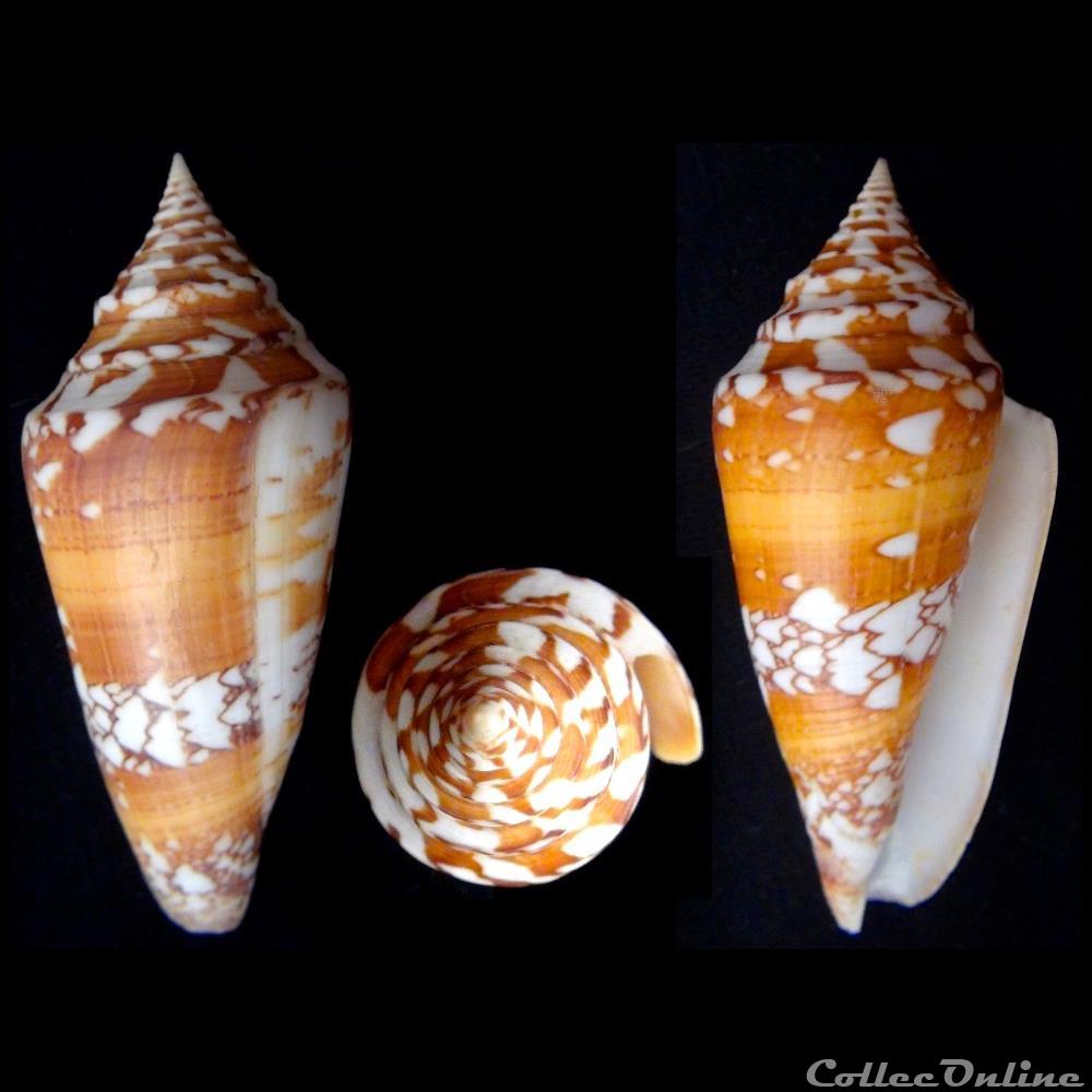 coquillage fossile gastropodum leptoconus amadis castaneofasciatus dautzenberg 1937