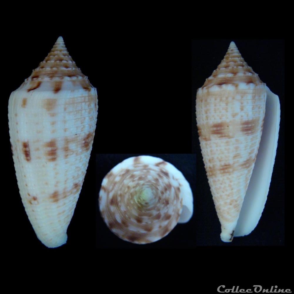 Phasmoconus (Phasmoconus) cf. australis coquillage fossile gastropodum phasmoconus phasmoconus cf australis