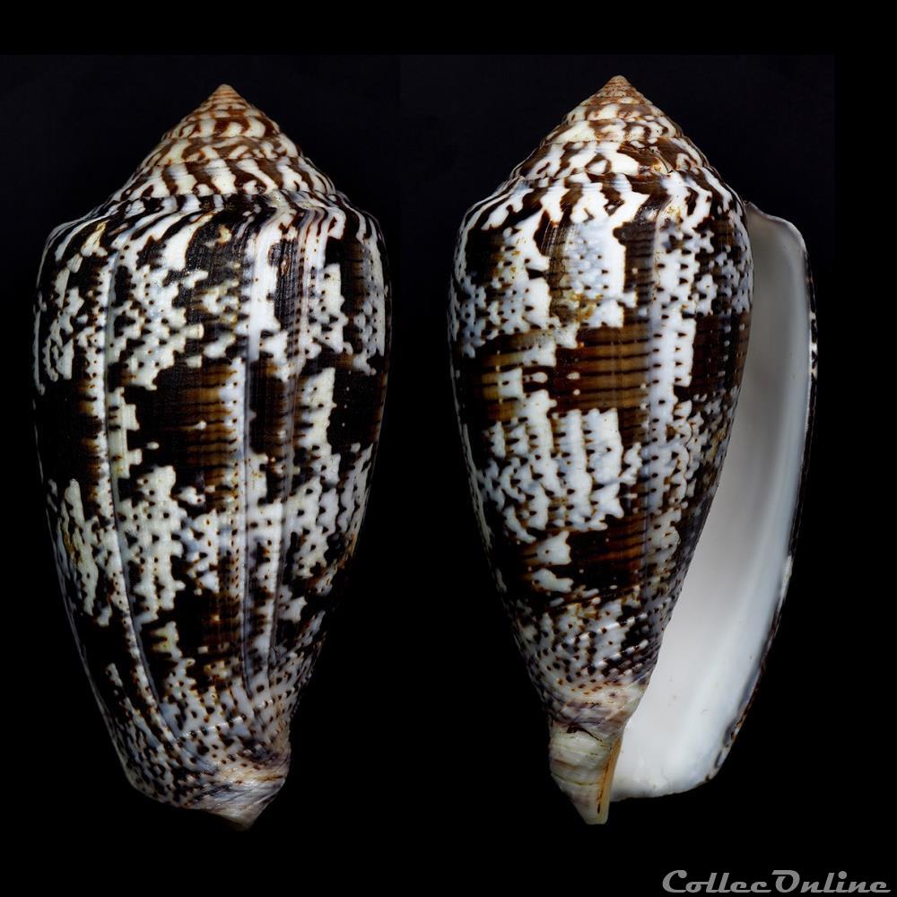 Pionoconus achatinus (Gmelin, 1791) coquillage fossile gastropodum pionoconus achatinus gmelin 1791