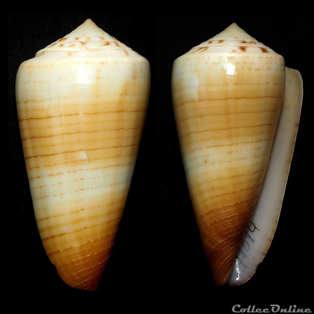 coquillage fossile gastropodum strategoconus vituliconus ferrugineus f loebbeckeanus weinkauff 1873