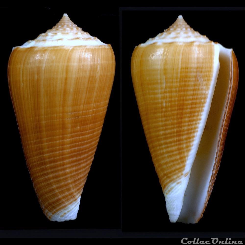 Asprella brettinghami (Coomans, Moolenbeek & Wils, 1982) coquillage fossile gastropodum asprella brettinghami coomans moolenbeek wils 1982