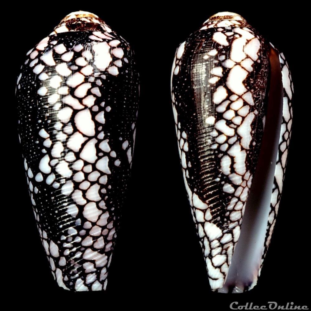 Darioconus episcopatus (da Motta, 1988) coquillage fossile gastropodum darioconus episcopatus da motta 1988
