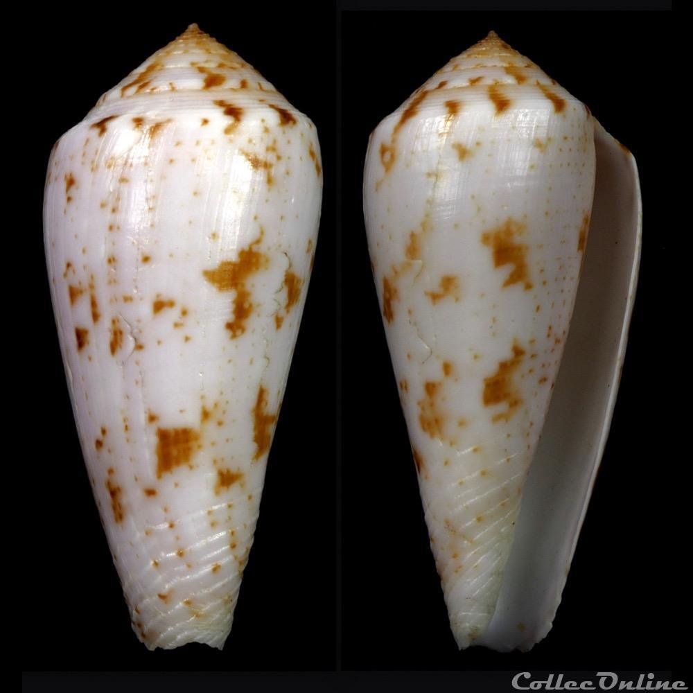 Textilia (Afonsoconus) kinoshitai (Kuroda, 1956) coquillage fossile gastropodum textilia afonsoconus kinoshitai kuroda 1956