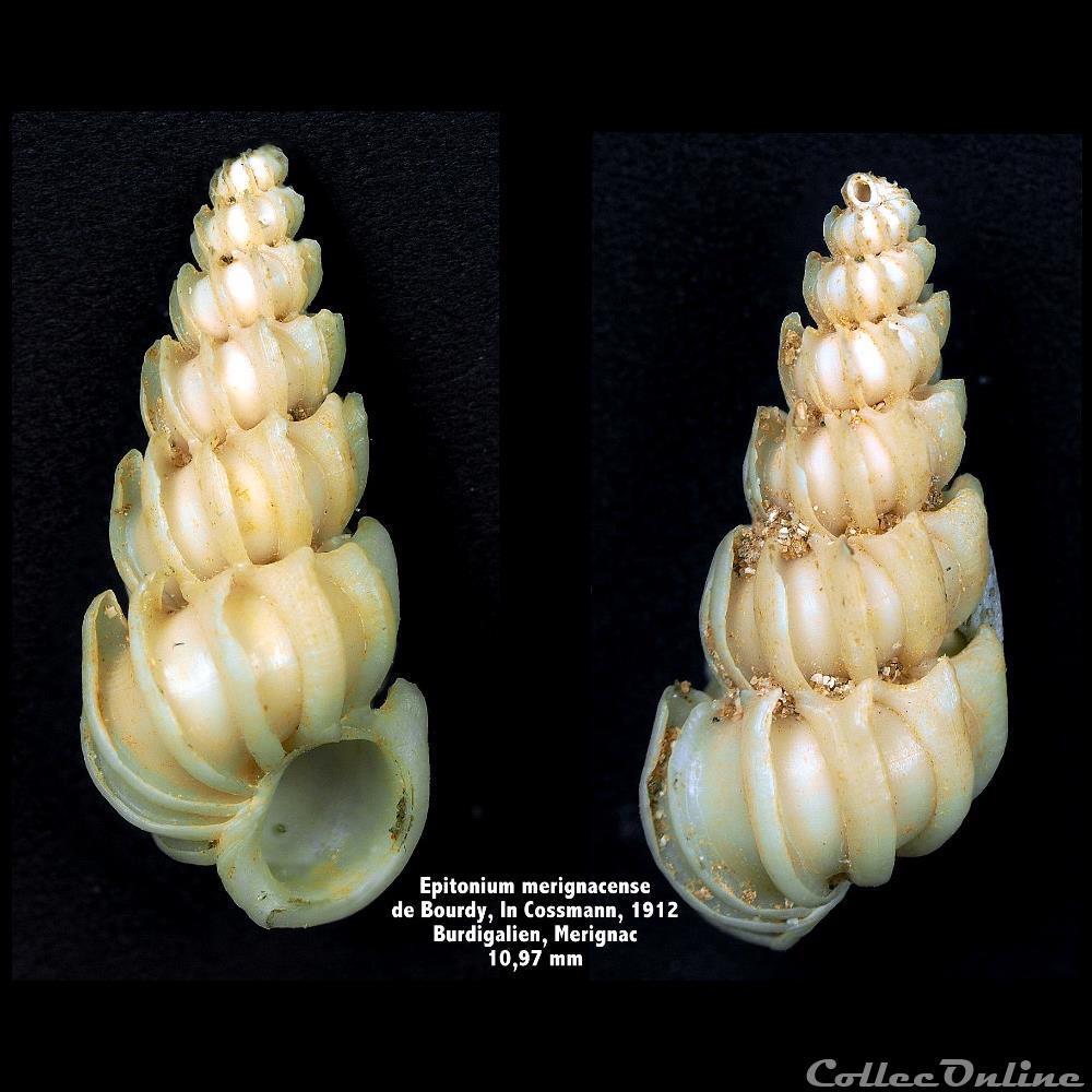 Epitonium merignacense (de Boury in Cossmann, 1912) coquillage fossile invertebre epitonium merignacense de boury in cossmann 1912