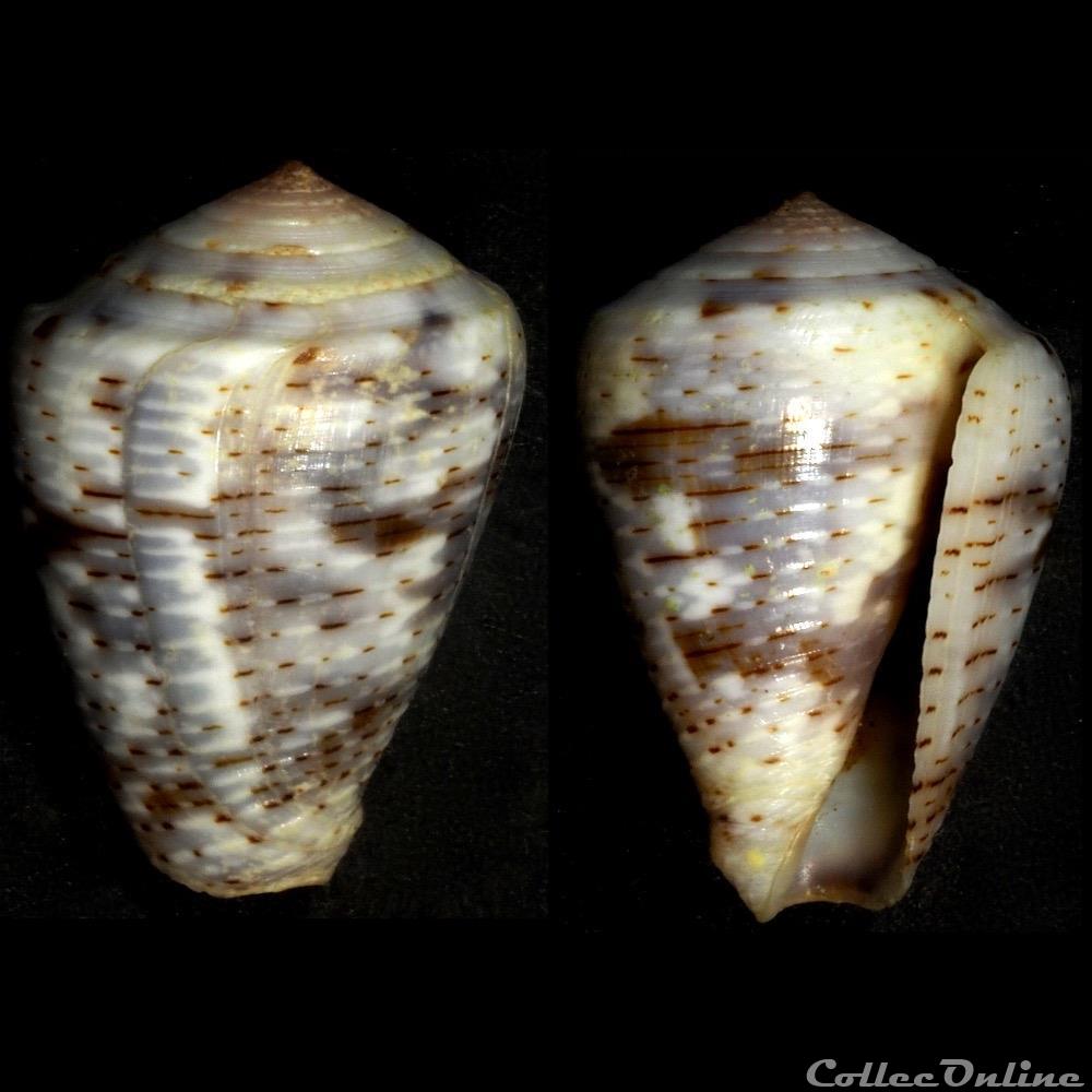 coquillage fossile gastropodum pionoconus nigropunctatus g b sowerby ii 1858