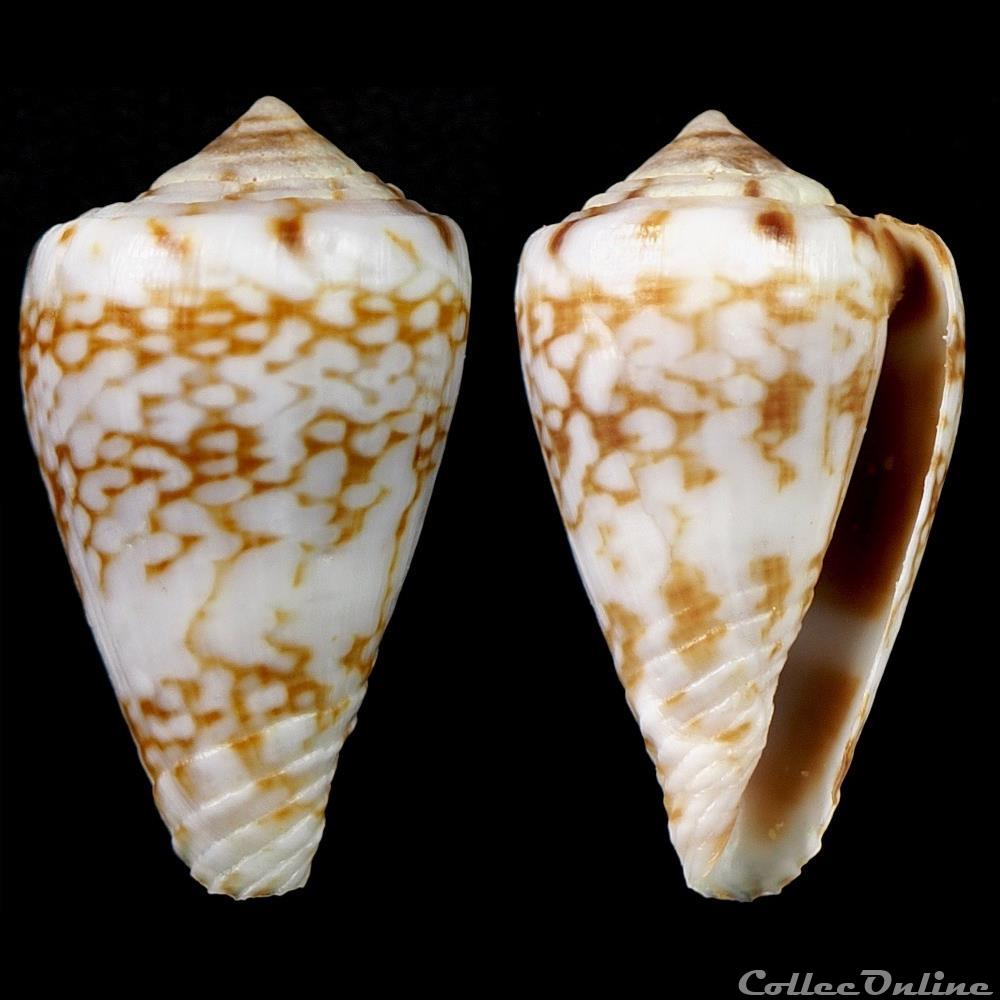 coquillage fossile gastropodum lautoconus africonus serranegrae rolan 1990