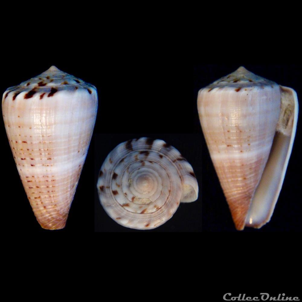 Lividoconus ( lividoconus) biliosus (Röding, 1798) coquillage fossile gastropodum lividoconus lividoconus biliosus roding 1798