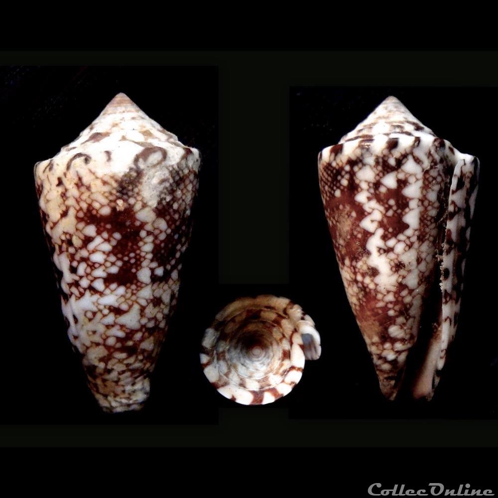 coquillage fossile gastropodum leptoconus locumtenens blumenbach 1791