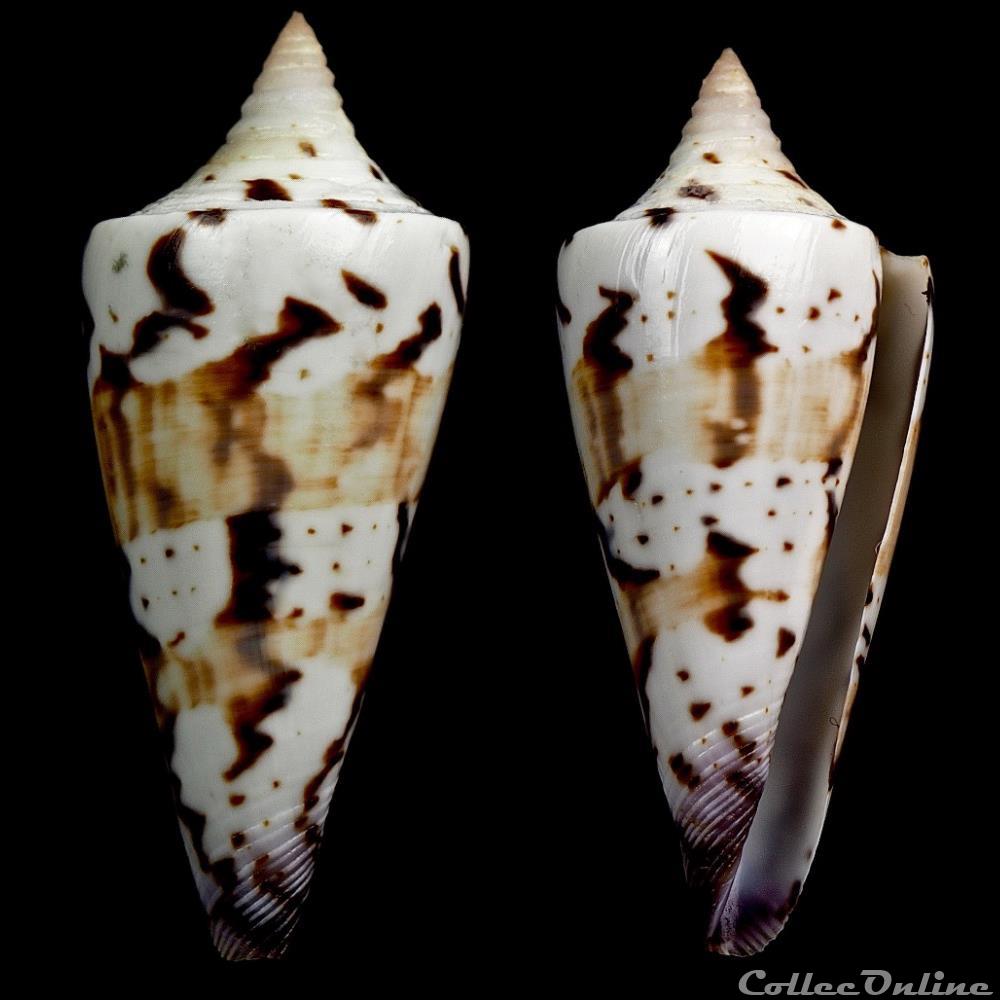 Strategoconus (Strategoconus) generalis f. spiculum (Linnaeus, 1767) coquillage fossile gastropodum strategoconus strategoconus generalis f spiculum linnaeus 1767