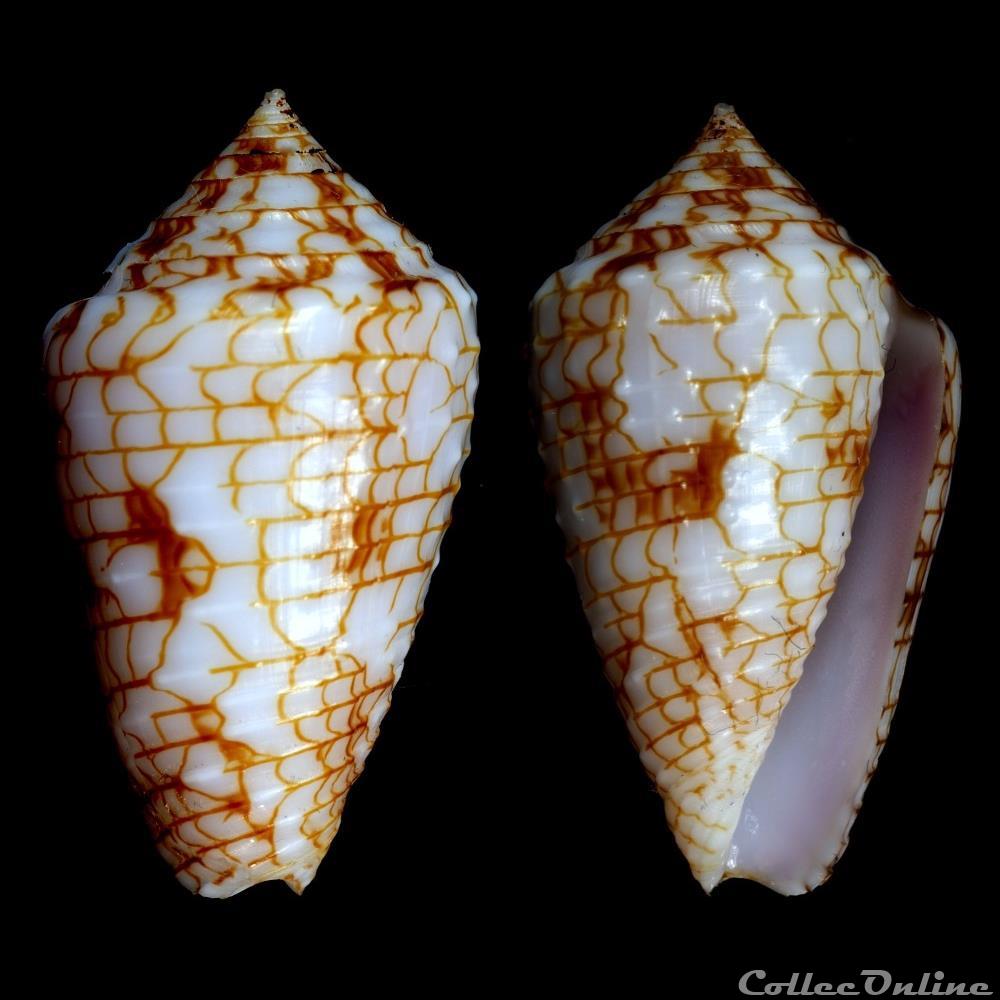 Ximeniconus (Perplexiconus) lucidus (Wood, 1828) coquillage fossile gastropodum ximeniconus perplexiconus lucidus wood 1828