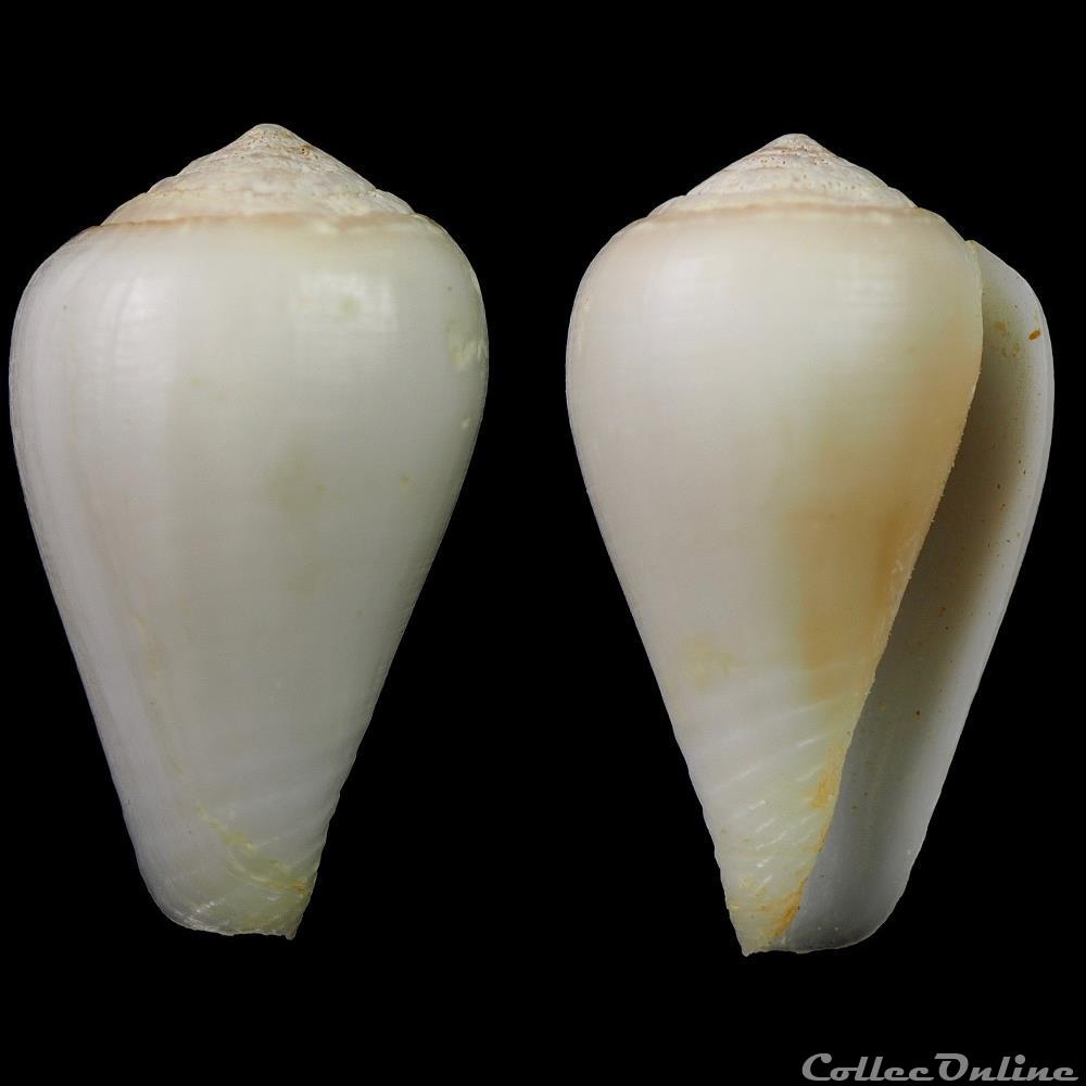 Lautoconus (Varioconus) filmeri (Rolán & Röckel, 2000) coquillage fossile gastropodum lautoconus varioconus filmeri rolan rockel 2000