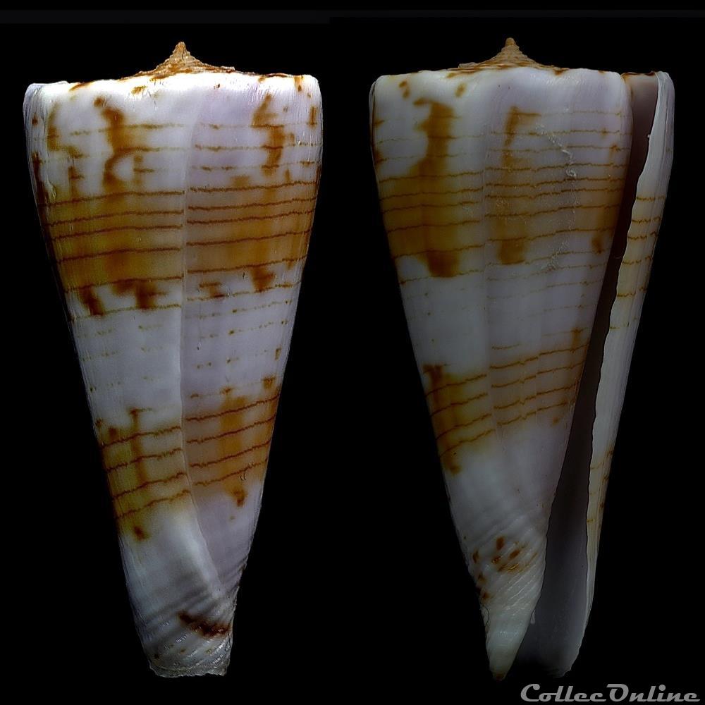 Kioconus (Nitdoconus) shikamai (Coomans, Moolenbeek & Wils, 1985) coquillage fossile gastropodum kioconus nitdoconus shikamai coomans moolenbeek wils 1985