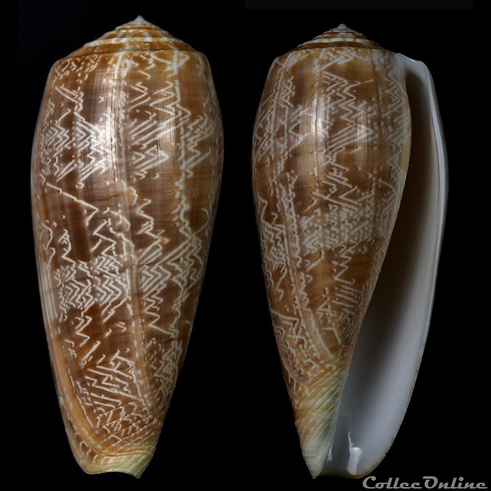 Textila (Textila) vicweei (Old, 1973) coquillage fossile gastropodum textila textila vicweei old 1973