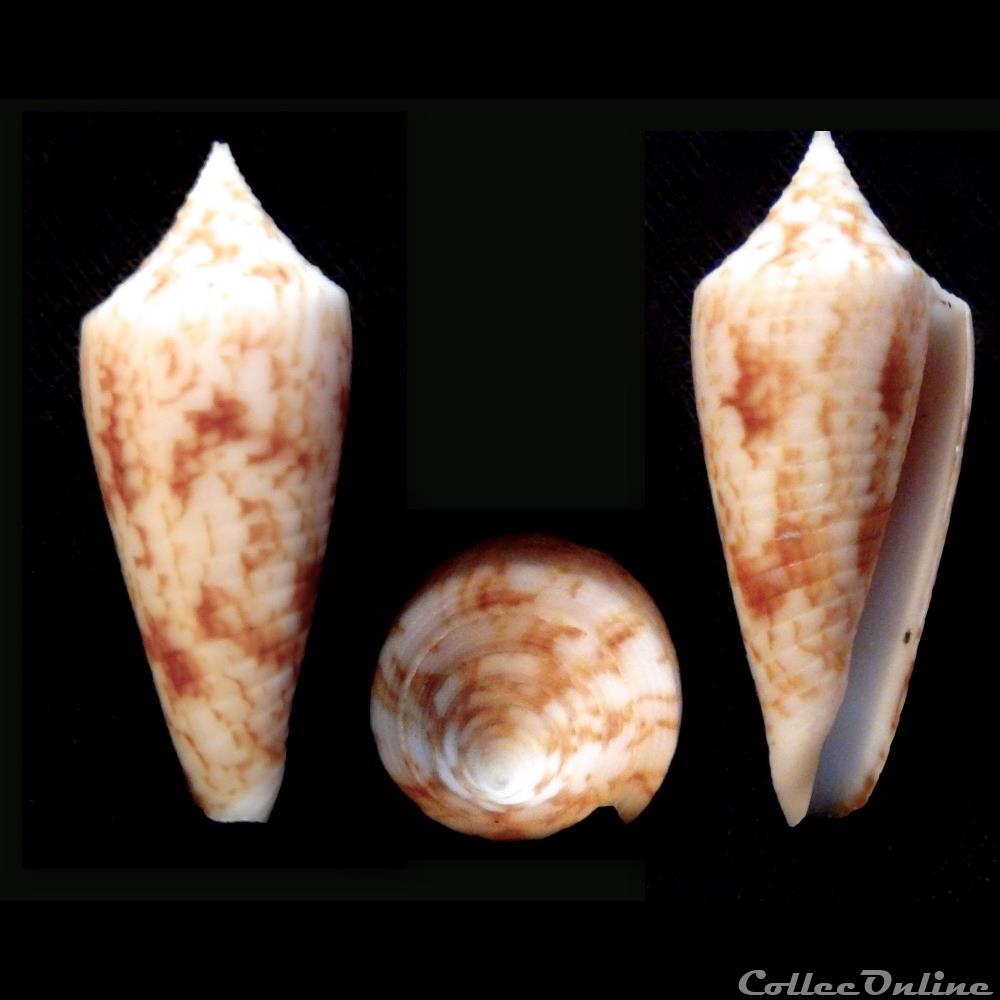 Phasmoconus (Phasmoconus) laterculatus (Sowerby III, 1870) coquillage fossile gastropodum phasmoconus phasmoconus laterculatus sowerby iii 1870