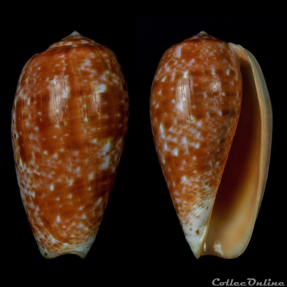 Textilia (Textilia) pongo (Shikama & Oishii, 1977) coquillage fossile gastropodum textilia textilia pongo shikama oishii 1977