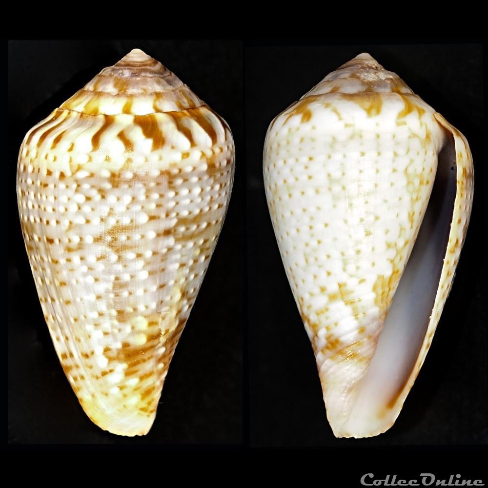Lautoconus (Varioconus) aemulus (Reeve, 1843) coquillage fossile gastropodum lautoconus varioconus aemulus reeve 1843