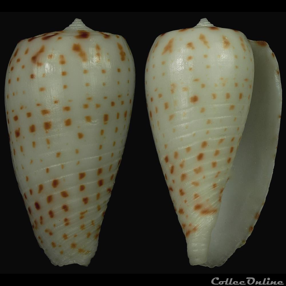 Phasmoconus (Phasmoconus) blanfordianus (Crosse, 1867) coquillage fossile gastropodum phasmoconus phasmoconus blanfordianus crosse 1867