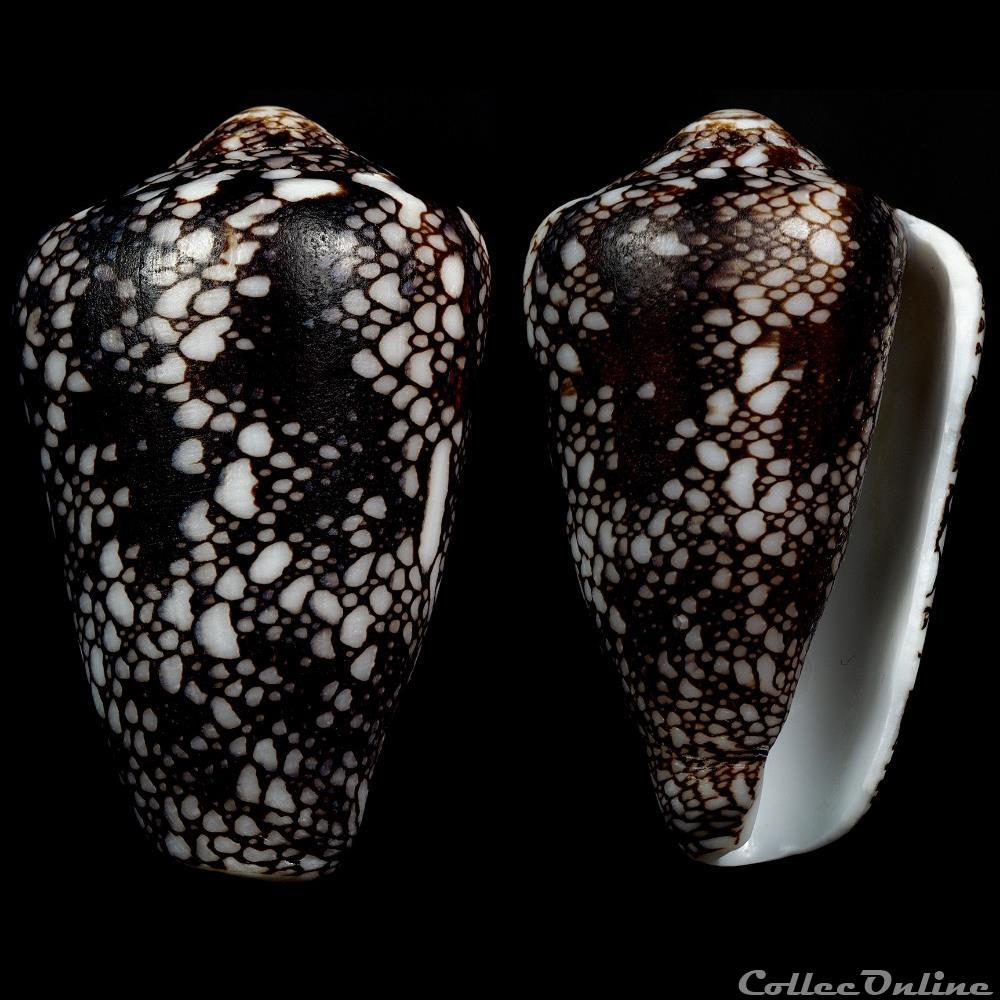 Darioconus pennaceus quasimagnificus (da Motta, 1982) coquillage fossile gastropodum darioconus pennaceus quasimagnificus da motta 1982