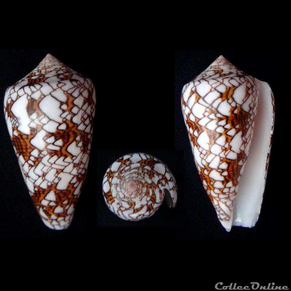 Cylindrus textile (Linnaeus, 1758) coquillage fossile gastropodum cylindrus textile linnaeus 1758