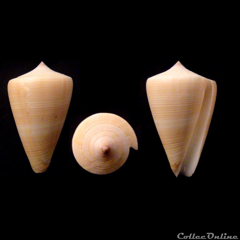 Lividoconus (Calamiconus) quercinus (Hwass in Bruguière, 1792) coquillage fossile gastropodum lividoconus calamiconus quercinus hwass in bruguiere 1792