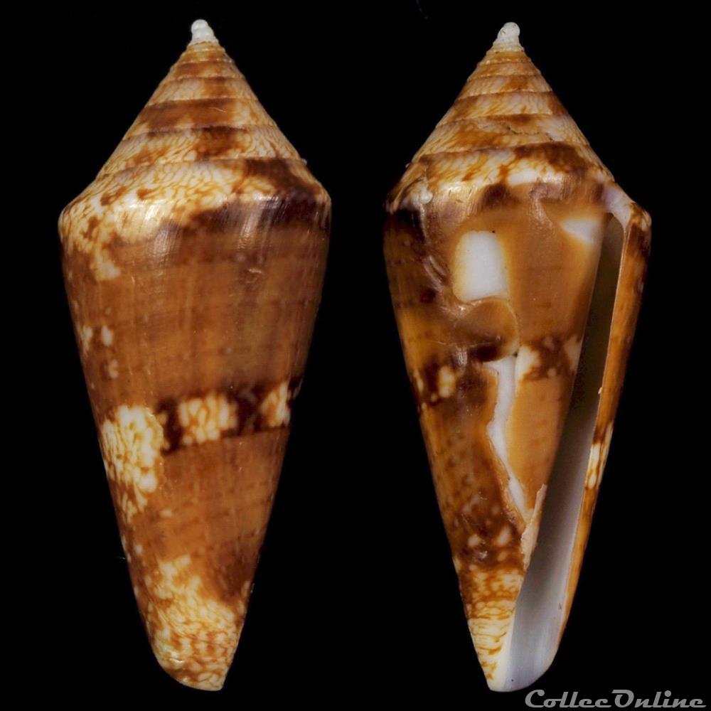 Mitraconus dondani (Kosuge, 1981) coquillage fossile gastropodum mitraconus dondani kosuge 1981