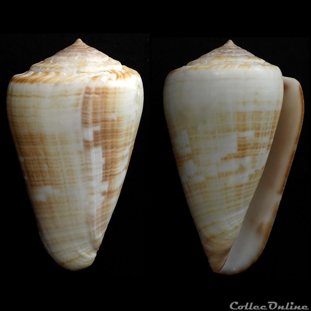 Kalloconus (Kalloconus) venulatus (Hwass in Bruguière, 1792) coquillage fossile gastropodum kalloconus kalloconus venulatus hwass in bruguiere 1792