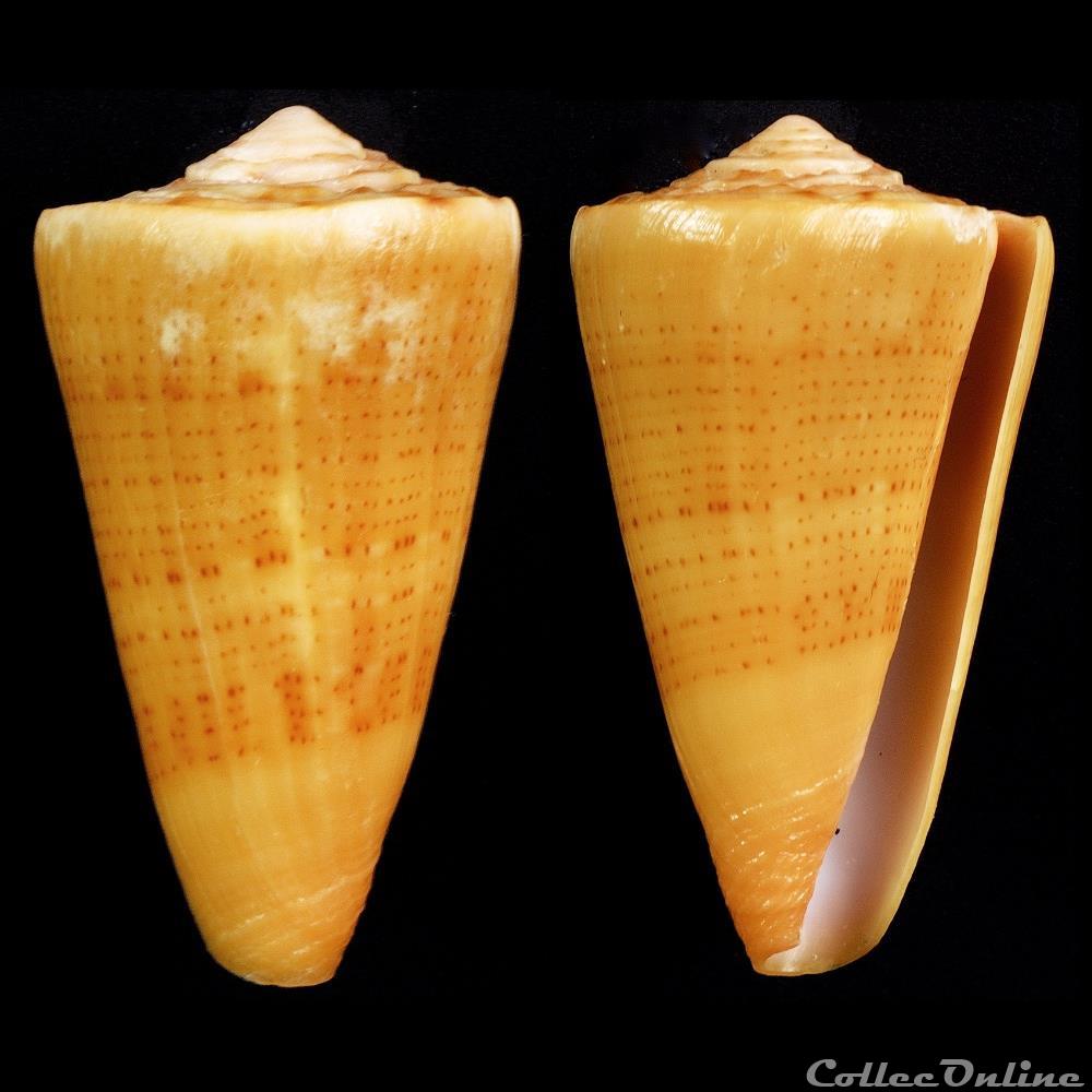 Dauciconus (Dauciconus) daucus (Hwass in Bruguière, 1792) coquillage fossile gastropodum dauciconus dauciconus daucus hwass in bruguiere 1792