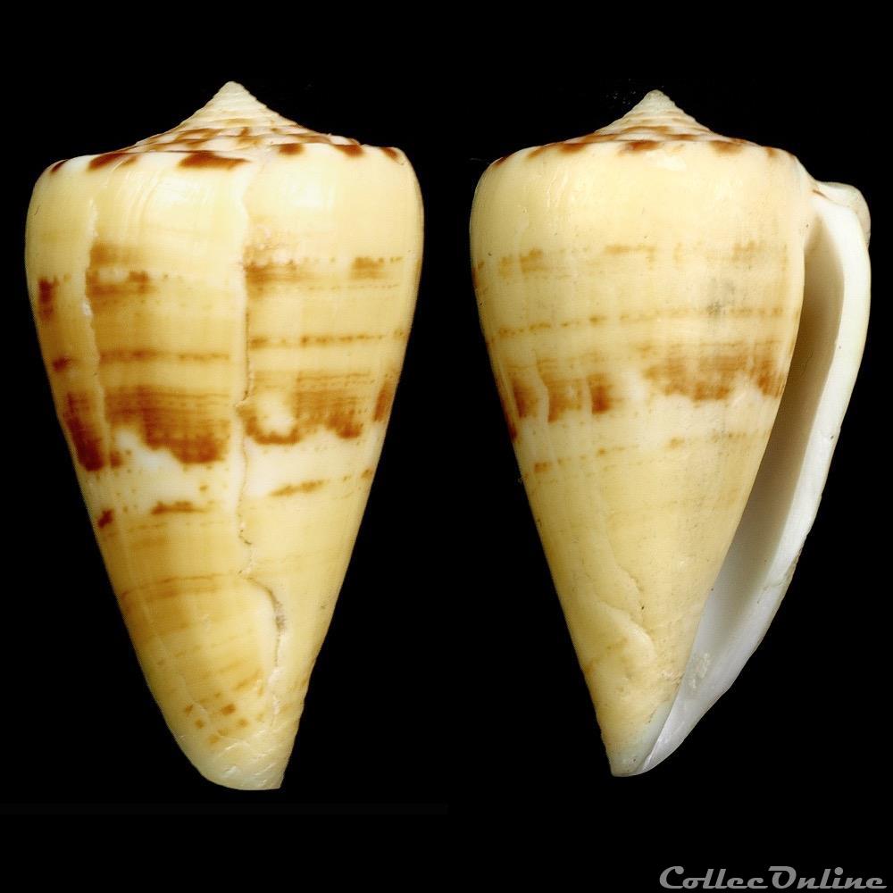 coquillage fossile gastropodum dauciconus dauciconus norai da motta raybaudi massilia 1992