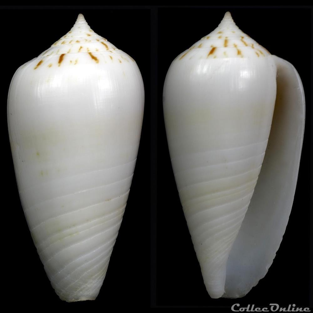 Phasmoconus (Phasmoconus) sertacinctus (Röckel, 1986) coquillage fossile gastropodum phasmoconus phasmoconus sertacinctus rockel 1986