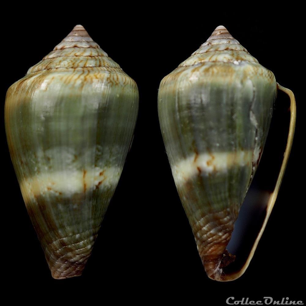 coquillage fossile gastropodum lautoconus africonus infinitus rolan 1990