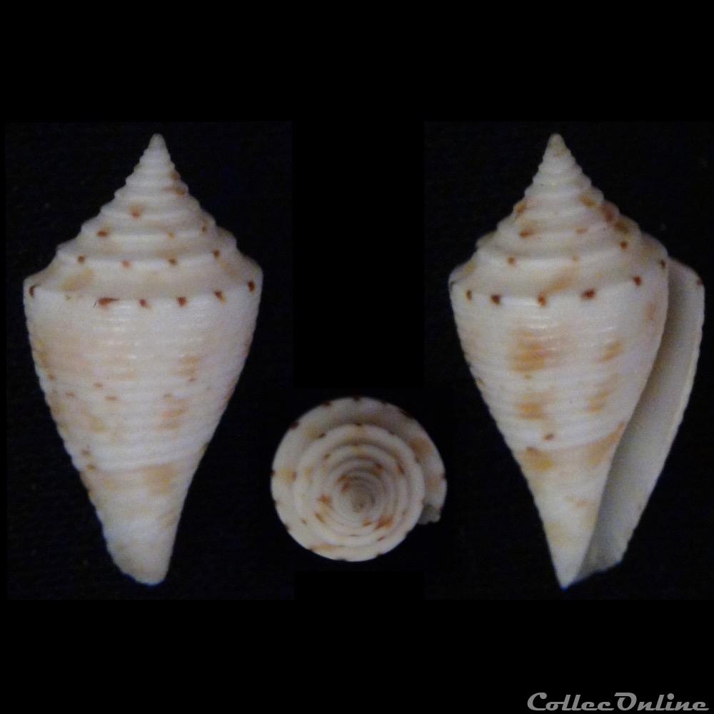coquillage fossile gastropodum conasprella memiae habe kosuge 1970