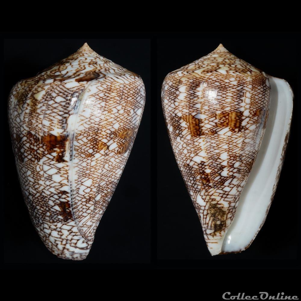 Cylindrus abbas (Hwass in Bruguière, 1792) coquillage fossile gastropodum cylindrus abbas hwass in bruguiere 1792
