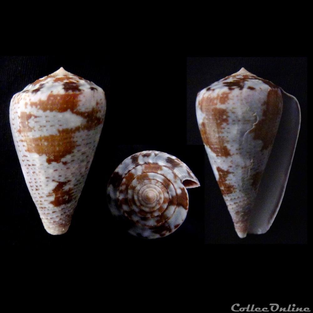 Chelyconus purpurascens (Sowerby I & II, 1833) coquillage fossile gastropodum chelyconus purpurascens sowerby i ii 1833
