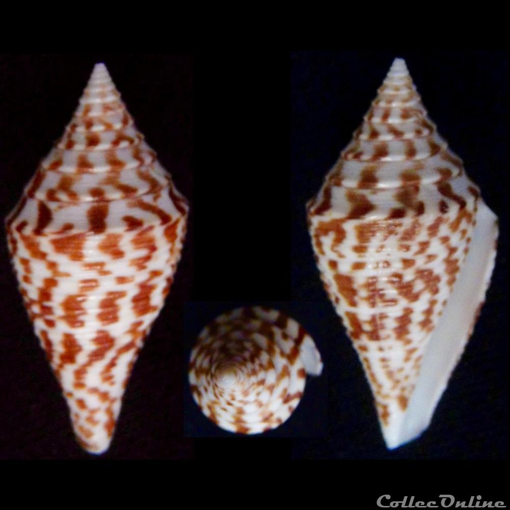 Turriconus (Turriconus) praecellens (A. Adams, 1855) coquillage fossile gastropodum turriconus turriconus praecellens a adams 1855
