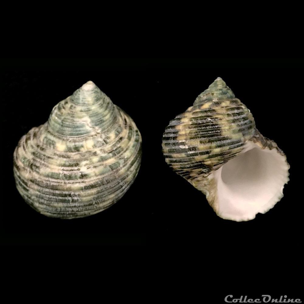 Turbo crassus (W. Wood, 1828) coquillage fossile gastropodum turbo crassus w wood 1828