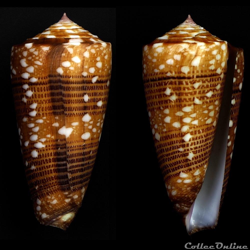 Eugeniconus victor victor (Broderip, 1842) coquillage fossile gastropodum eugeniconus victor victor broderip 1842