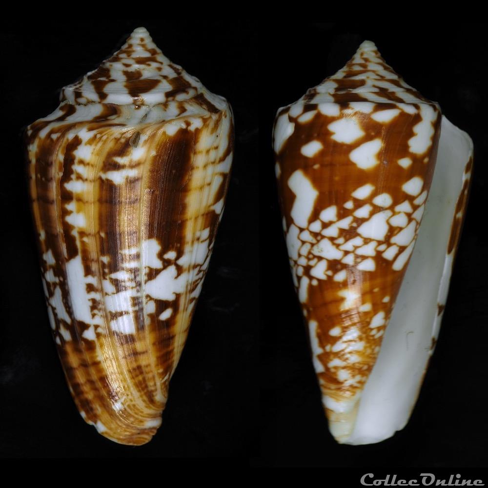 Leptoconus amadis (Gmelin, 1791) coquillage fossile gastropodum leptoconus amadis gmelin 1791