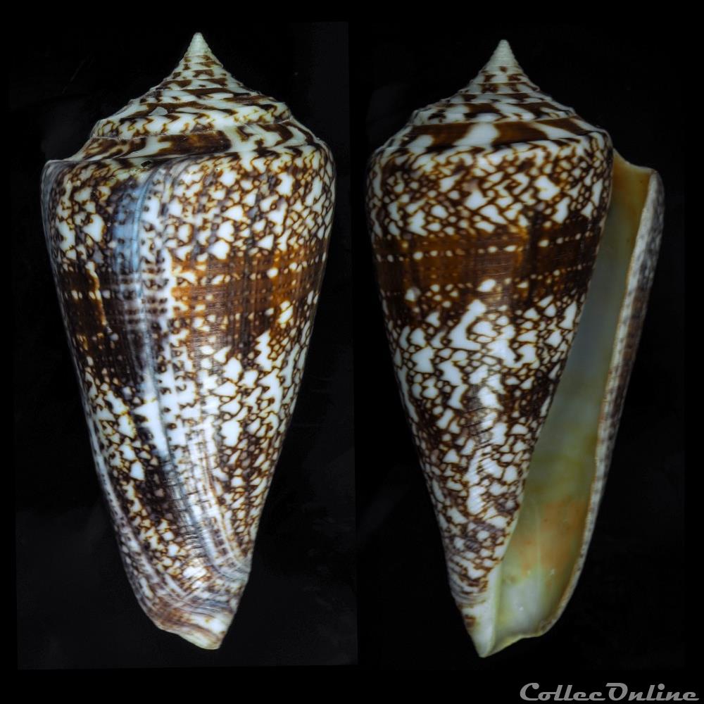 Leptoconus amadis (Gmelin, 1791) coquillage fossile gastropodum leptoconus amadis gmelin 1791