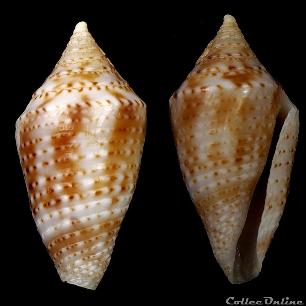 Ximeniconus (jaspidiconus) cf. pusio coquillage fossile gastropodum ximeniconus jaspidiconus cf pusio