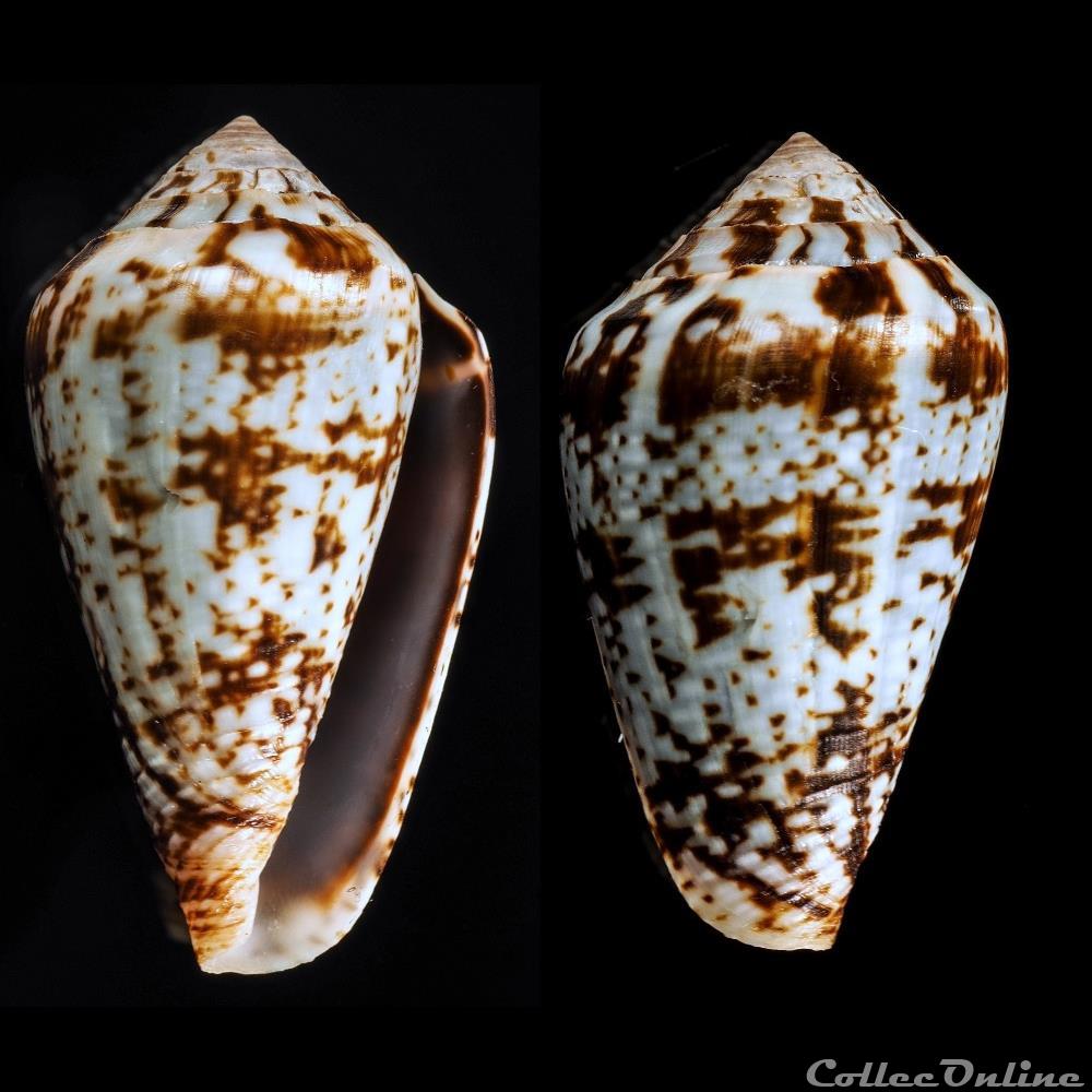 Lautoconus (Varioconus) aemulus (Reeve, 1843) coquillage fossile gastropodum lautoconus varioconus aemulus reeve 1843