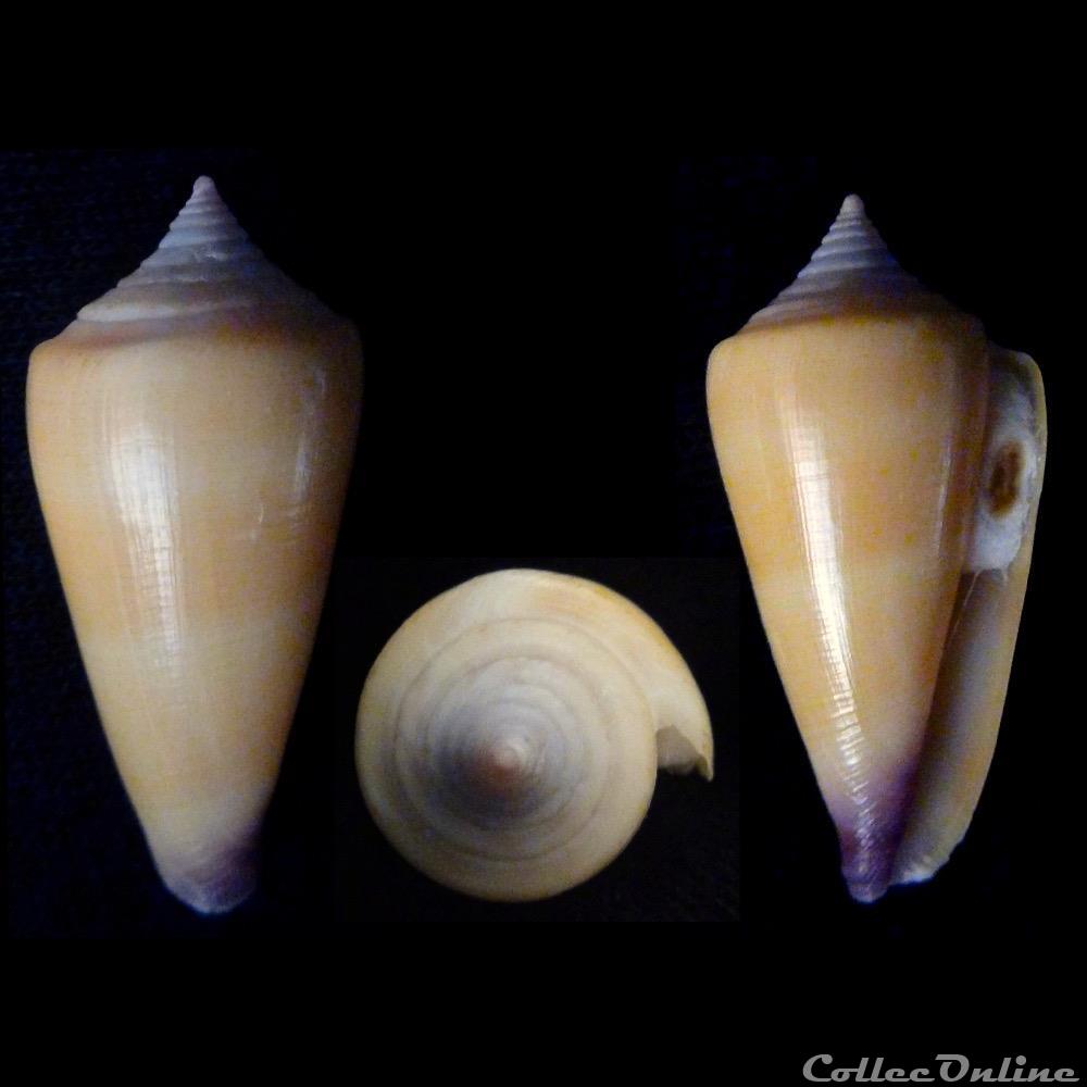 Calibanus (Calibanus) furvus (Reeve, 1843) coquillage fossile gastropodum calibanus calibanus furvus reeve 1843