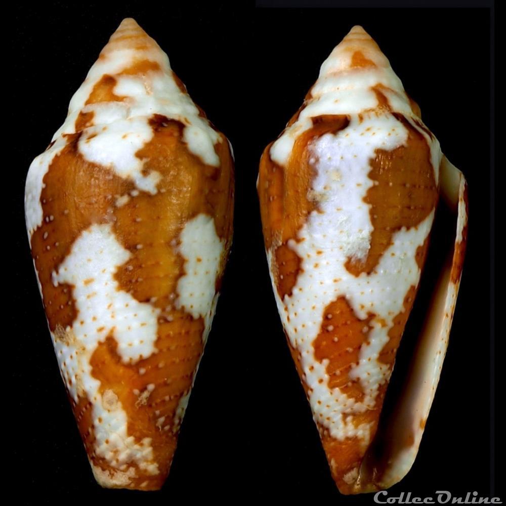 Tenorioconus curassaviensis (Hwass in Bruguière, 1792) coquillage fossile gastropodum tenorioconus curassaviensis hwass in bruguiere 1792