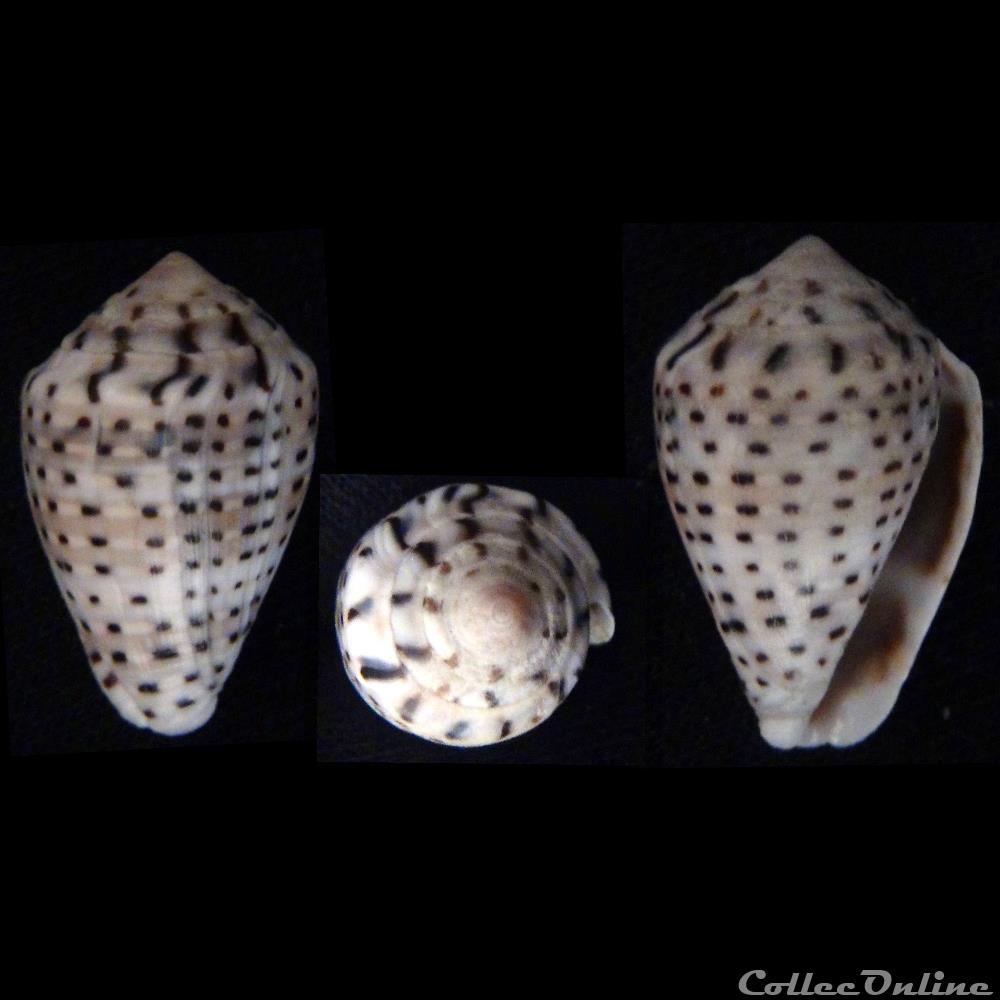 Virroconus (Miliariconus) taeniatus (Hwass, 1792) coquillage fossile gastropodum virroconus miliariconus taeniatus hwass 1792