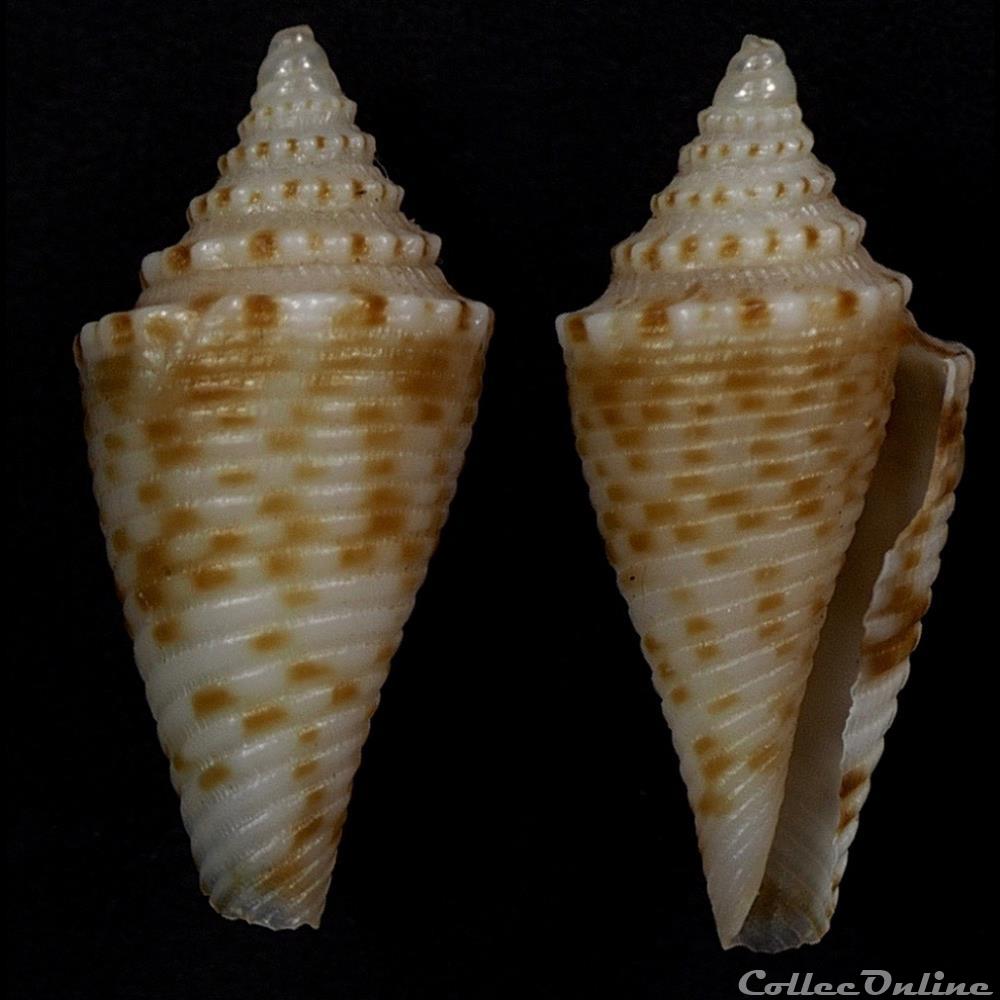 Conasprella gatteggio (Poppe & Tagaro, 2017) coquillage fossile gastropodum conasprella gatteggio poppe tagaro 2017