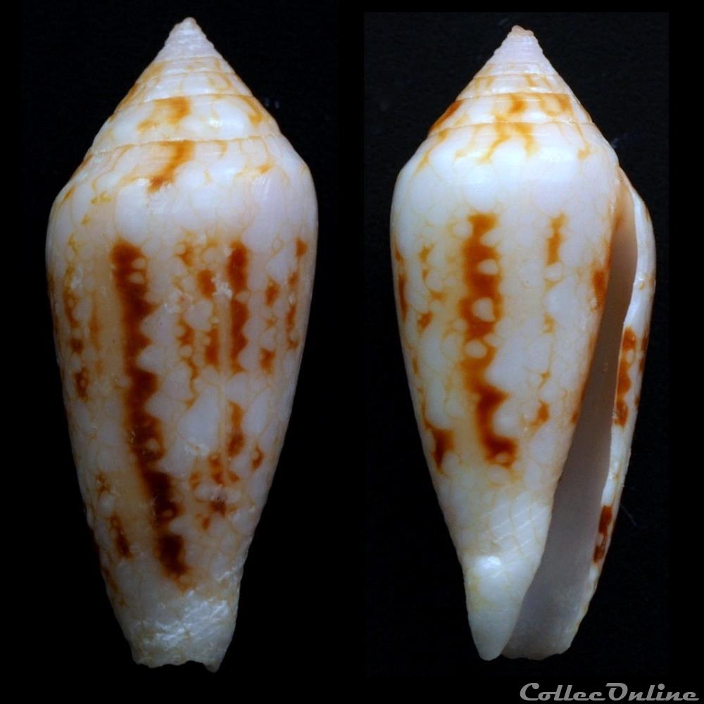 coquillage fossile gastropodum cylindrus legatus lamarck 1810