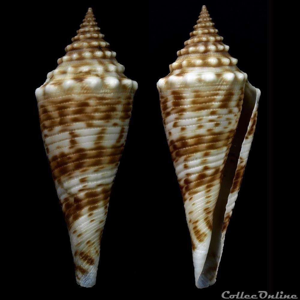 Fusiconus (Bathyconus) coriolisi (Moolenbeek & Richard, 1995) coquillage fossile gastropodum fusiconus bathyconus coriolisi moolenbeek richard 1995
