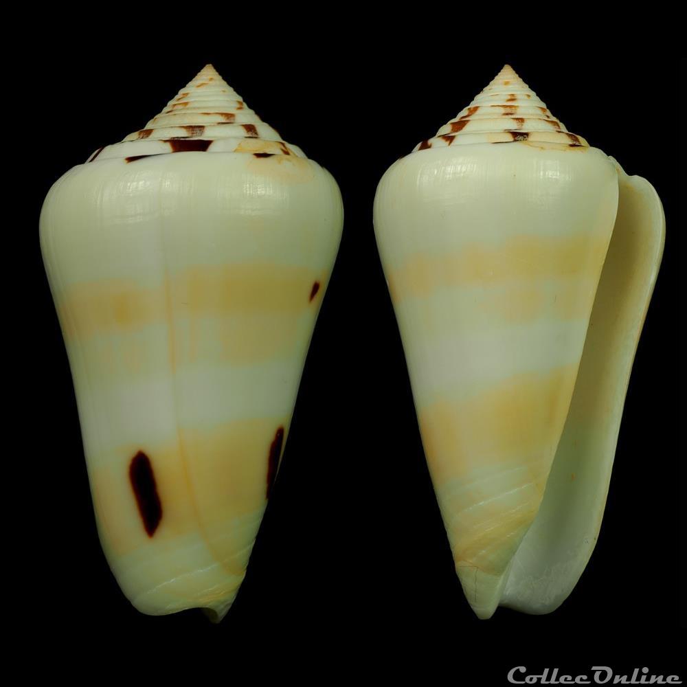 Pionoconus leehmani (Röckel & da Motta, 1979) coquillage fossile gastropodum pionoconus leehmani rockel da motta 1979