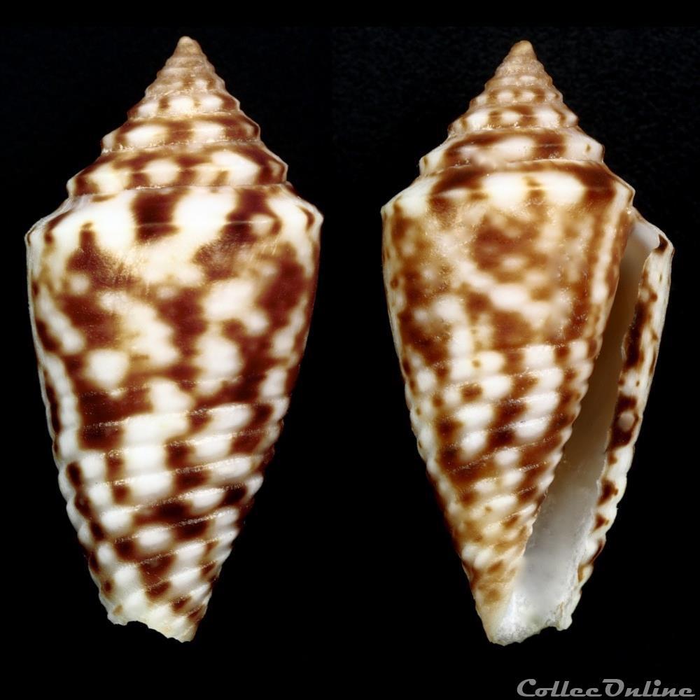 Ximeniconus (Jaspidiconus) pealii (Greene,1830) coquillage fossile gastropodum ximeniconus jaspidiconus pealii greene 1830